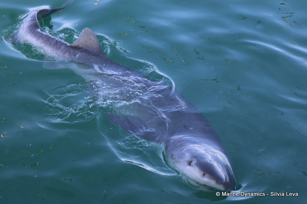 broadnose sevengill shark, South Africa